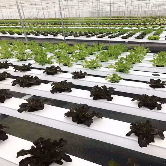 Günstiges Vertical-Farming-Hydroponik-Kanalsystem und NFT-Anbausysteme für Gewächshaus-Hydrokultur-Ausrüstung